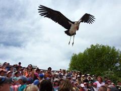 101PARC AUX OISEAUX DANS L AIN 2016 3_000046